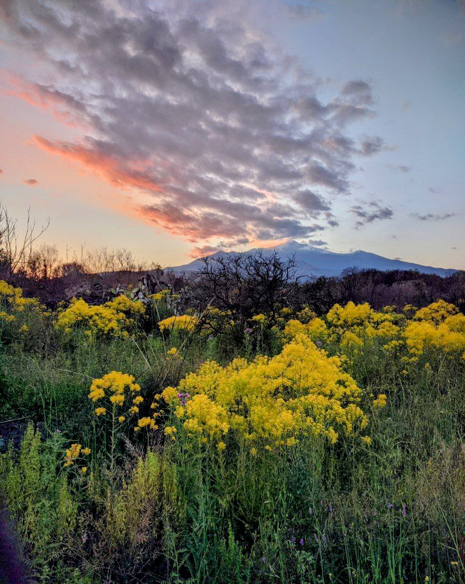 Cover for Why "Nomad Upupa"