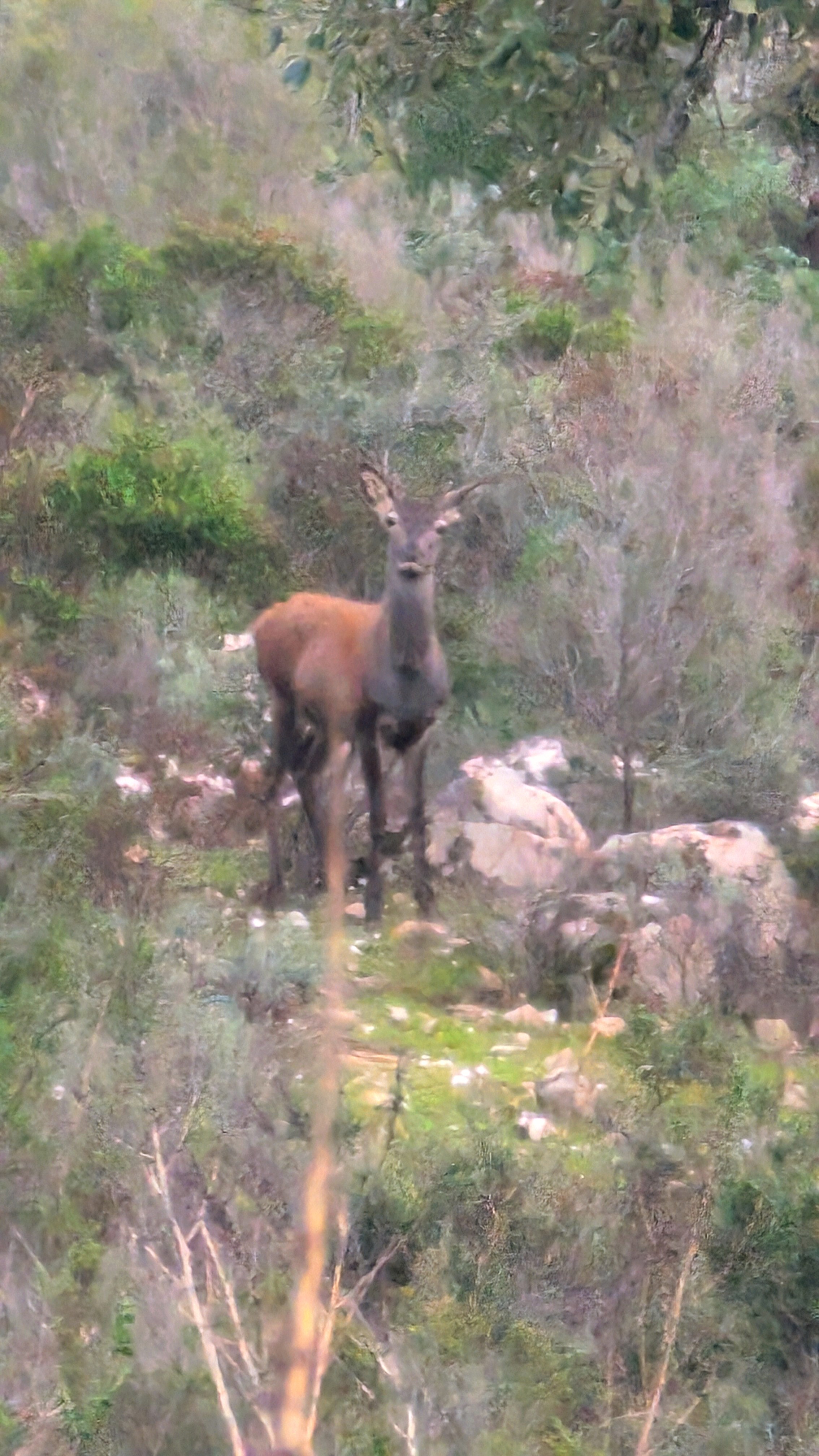 A deer in the distance