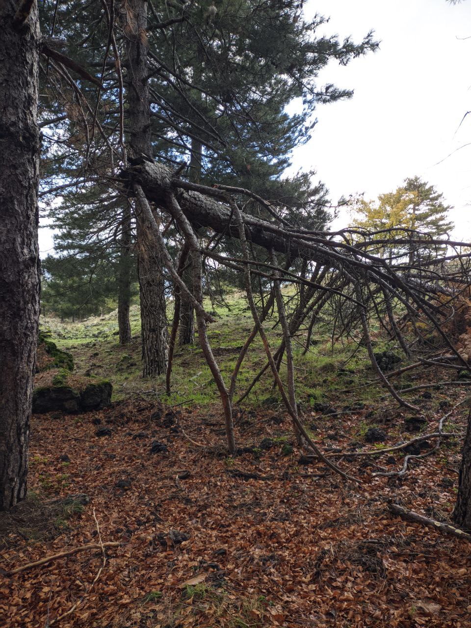 Fallen tree in the mountains