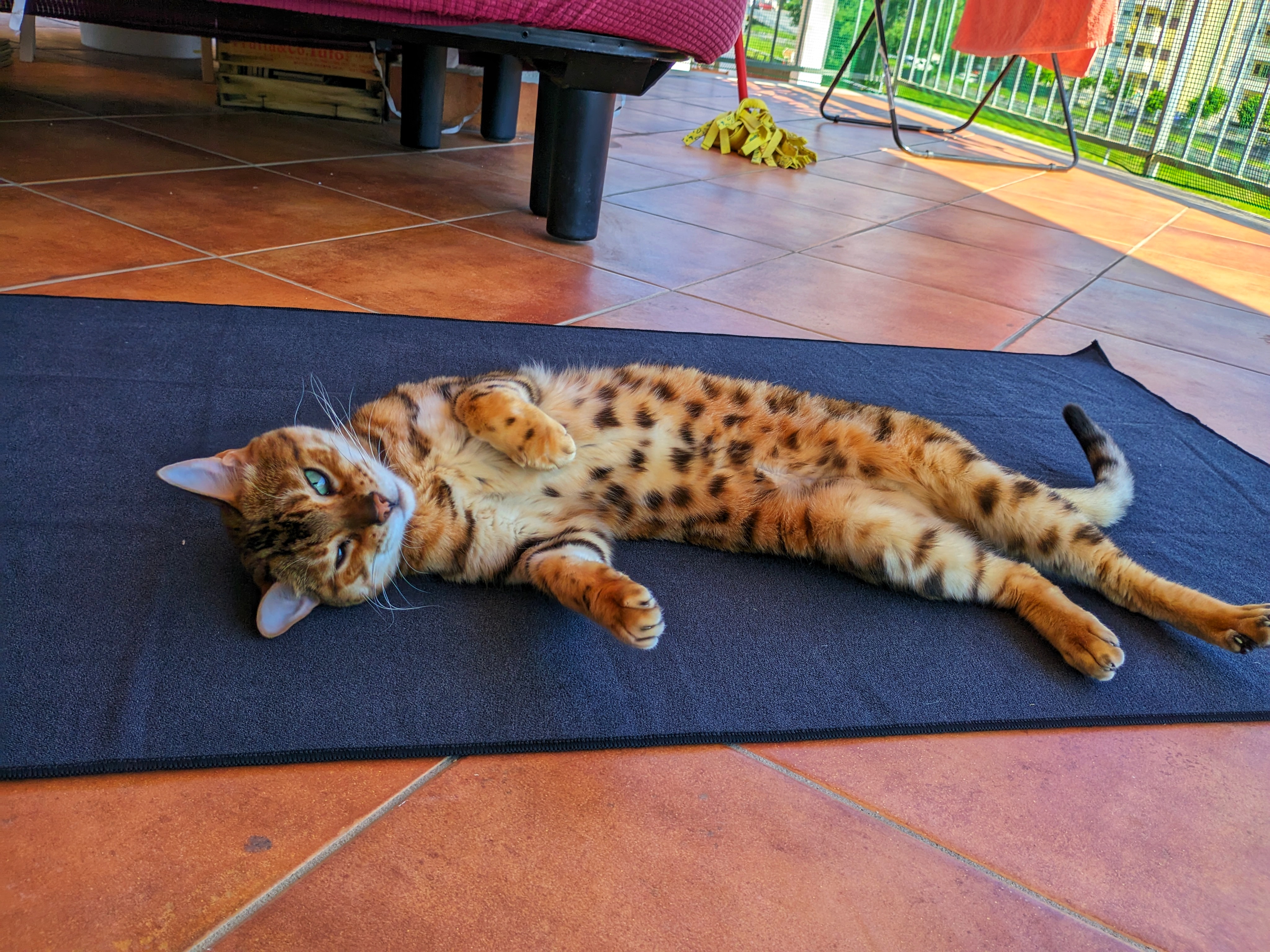 The Bengal cat