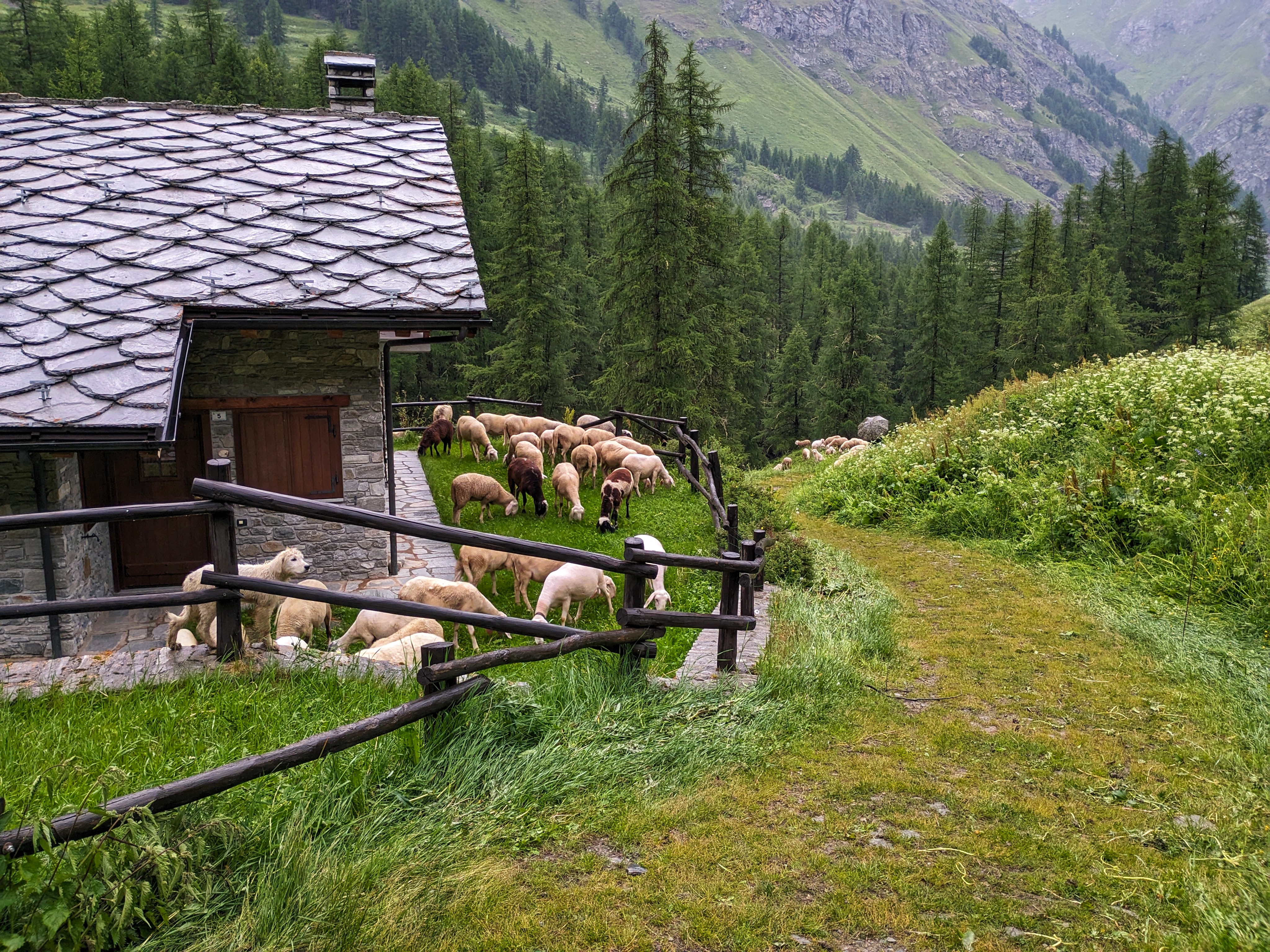 Sheep along the trail