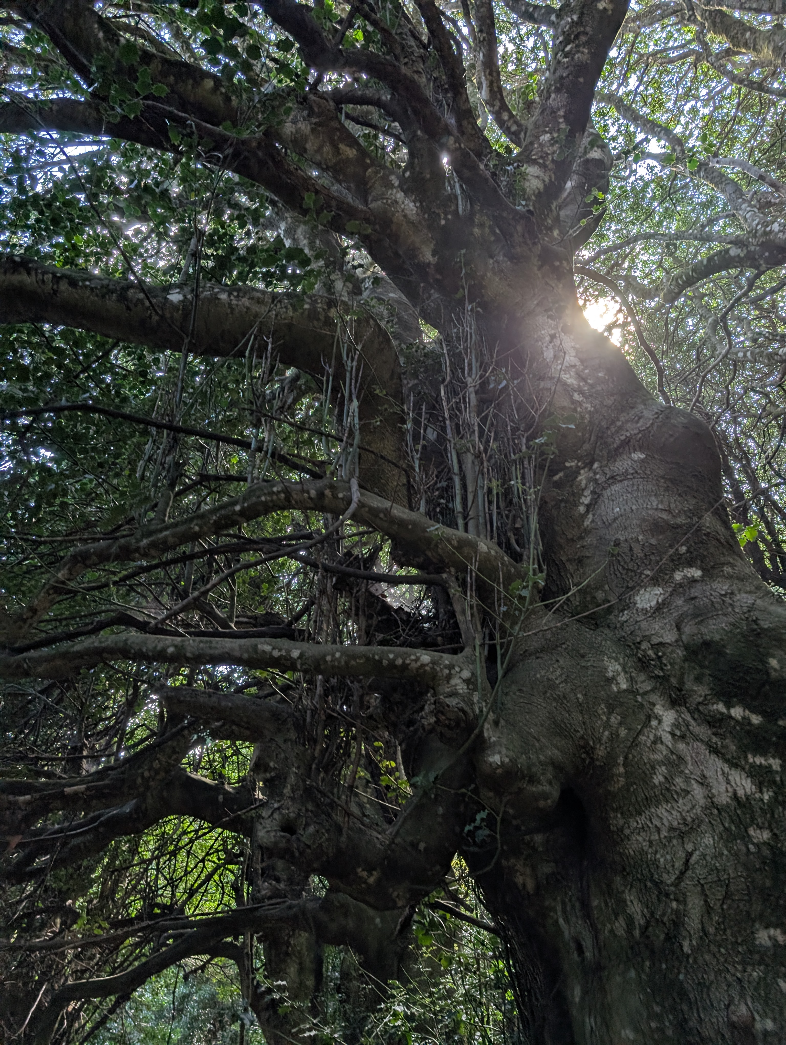 Giant holly trees