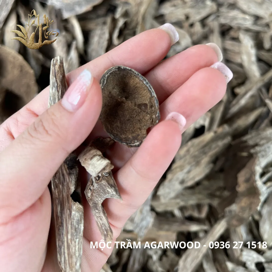 [Nhiều trọng lượng] Trầm kiến xí - Miếng giác trầm hương thiên nhiên