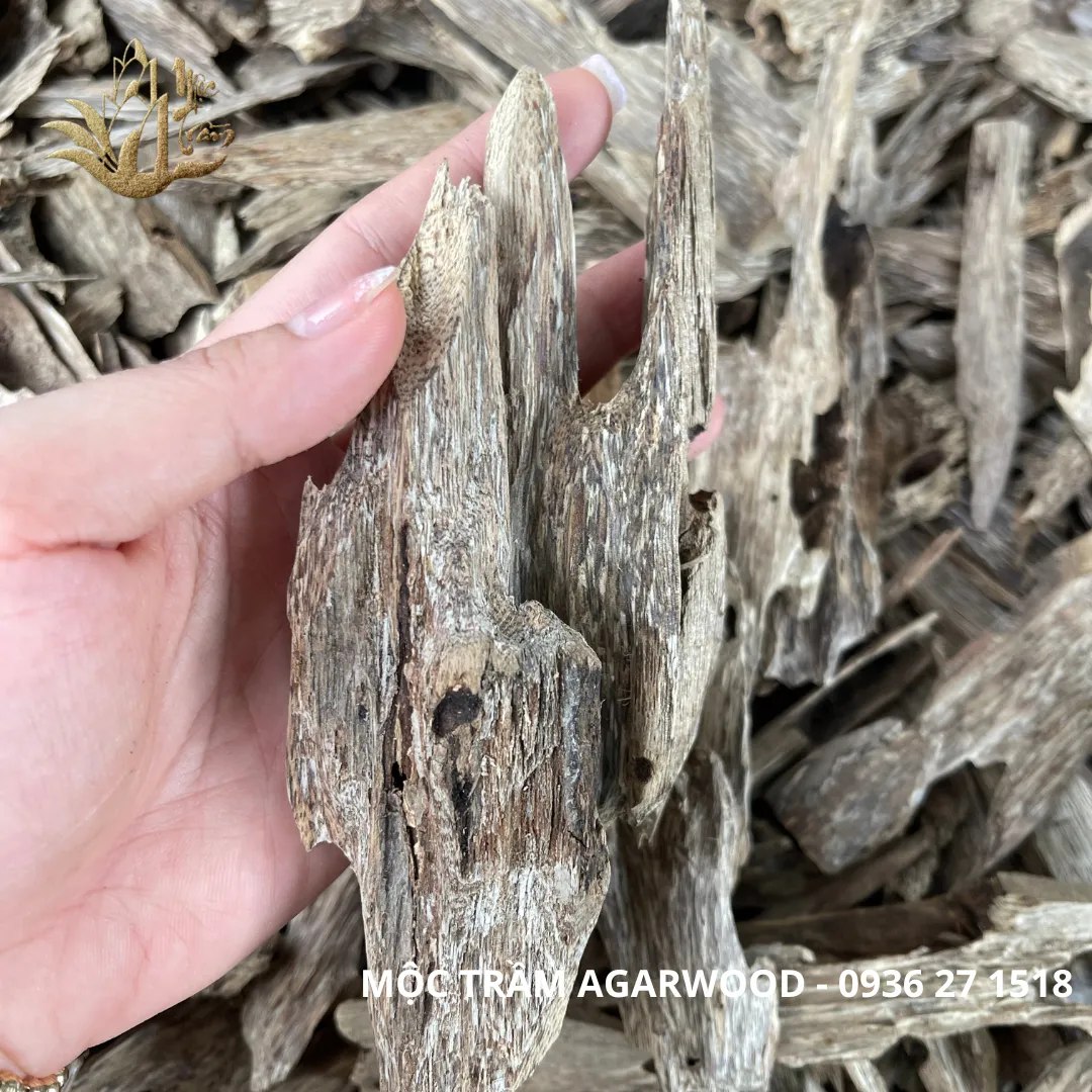 [Nhiều trọng lượng] Trầm kiến xí - Miếng giác trầm hương thiên nhiên