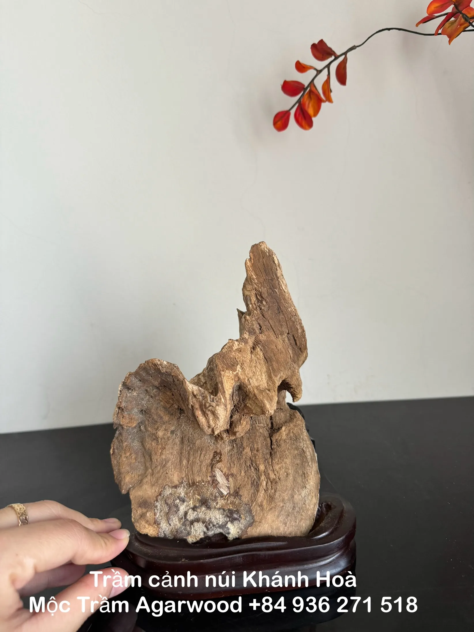 Hết hàng_Trầm hương cảnh_ Trầm cảnh chóp núi rừng Khánh Hoà cao 18 cm