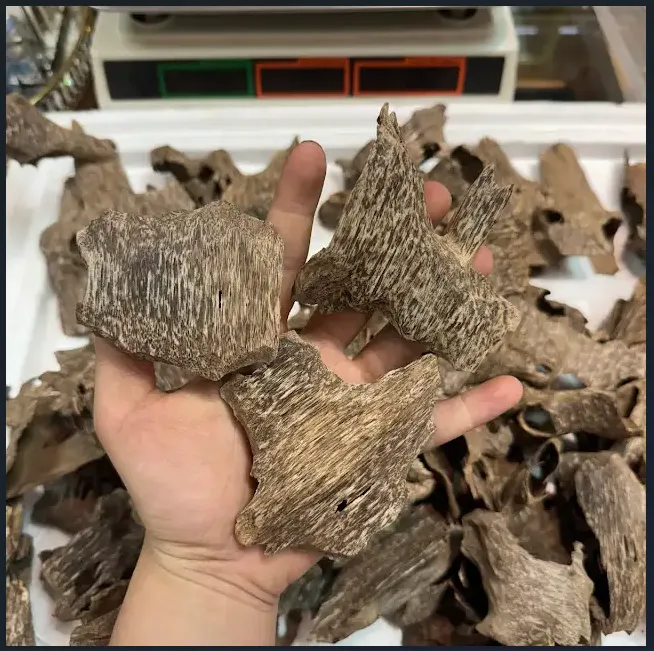 Thượng hạng_Trầm hương miếng tự nhiên trầm khoan ổ nhiều tinh dầu