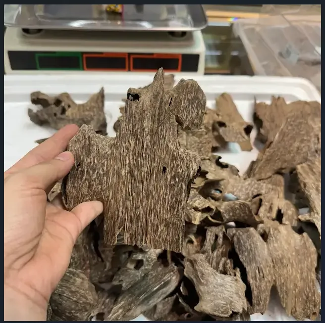 Thượng hạng_Trầm hương miếng tự nhiên trầm khoan ổ nhiều tinh dầu