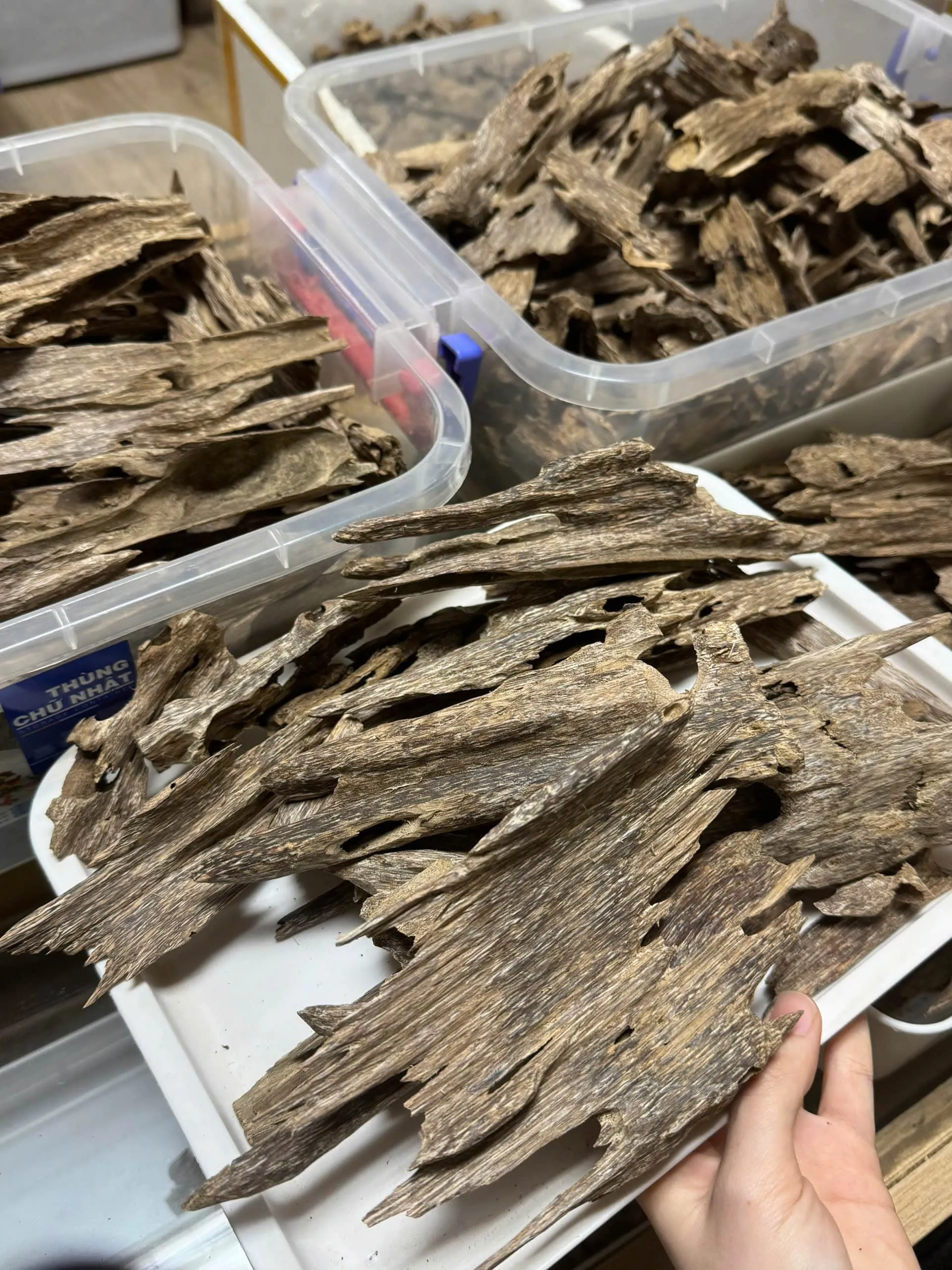 Thượng hạng_Trầm Kiến_Miếng giác trầm hương thiên nhiên