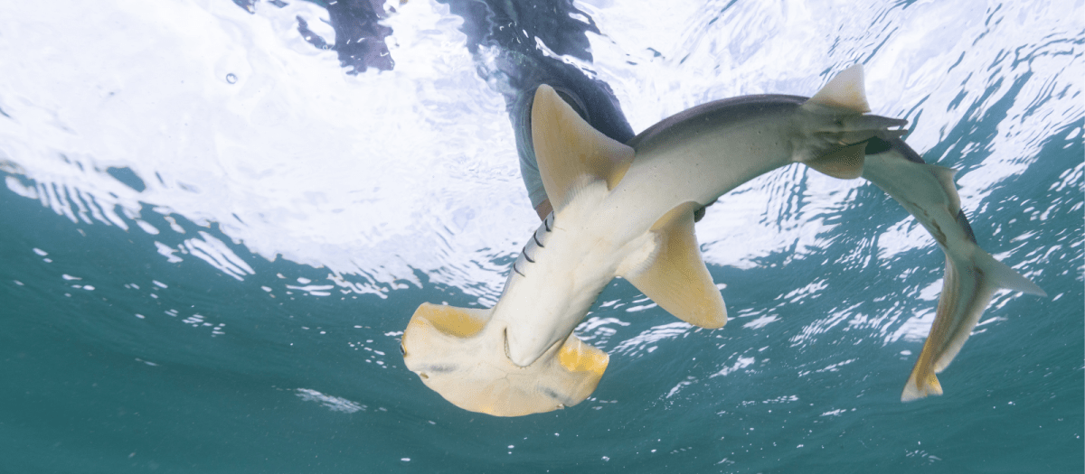 Small 'notake zone' can help protect critically endangered hammerhead