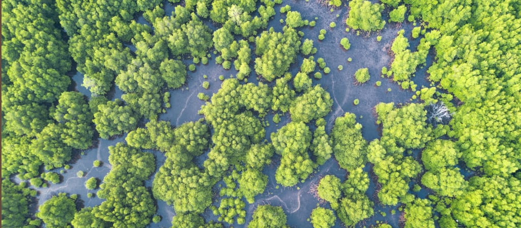 Hurricane benefits mangroves