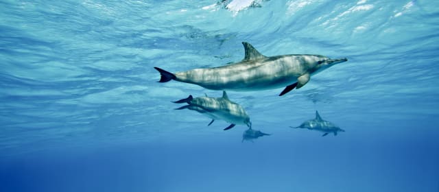 These genetic markers tell us the age of dolphins | FIU News - Florida International University