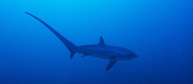 Eastern Pacific Is A Major Supply Chain For Illegal Fin Trade Researchers Find Fiu News Florida International University