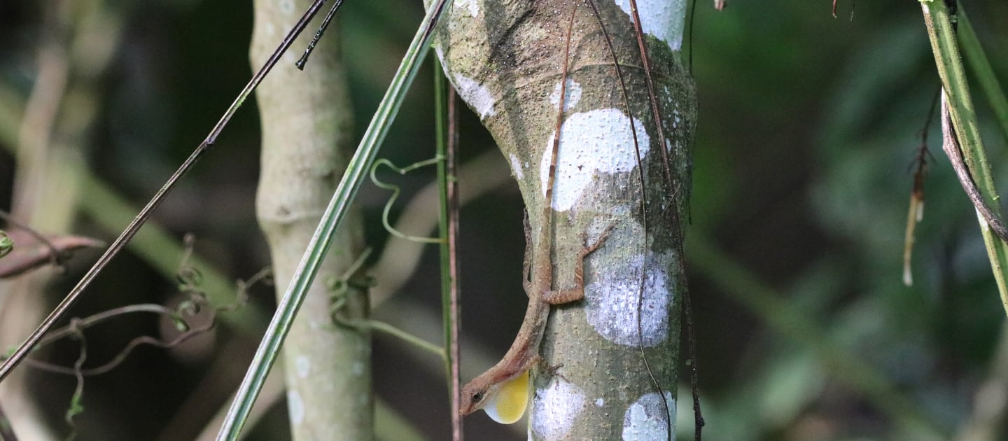 Parasites 'mite' help curb the spread of invasive lizards | FIU News