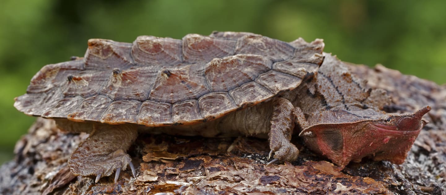 DNA test kit saves thousands of Earth’s most bizarre turtles | FIU News ...