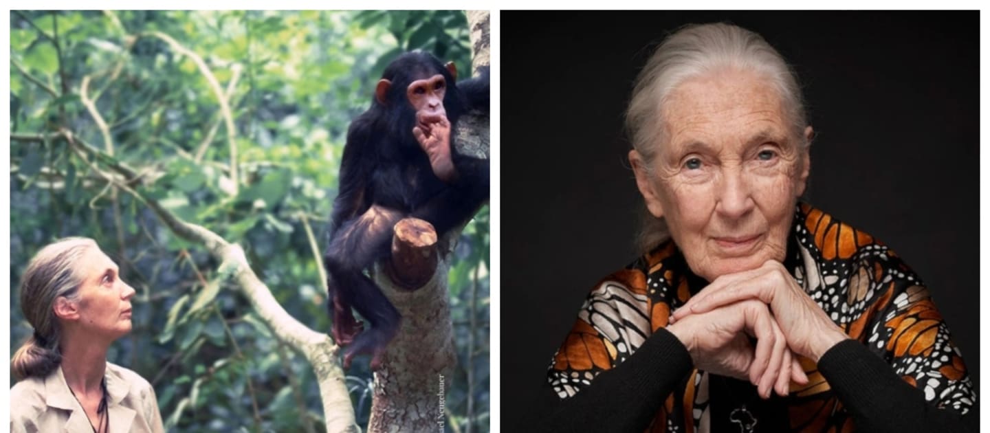 Legendary conservationist Jane Goodall to speak on campus FIU News