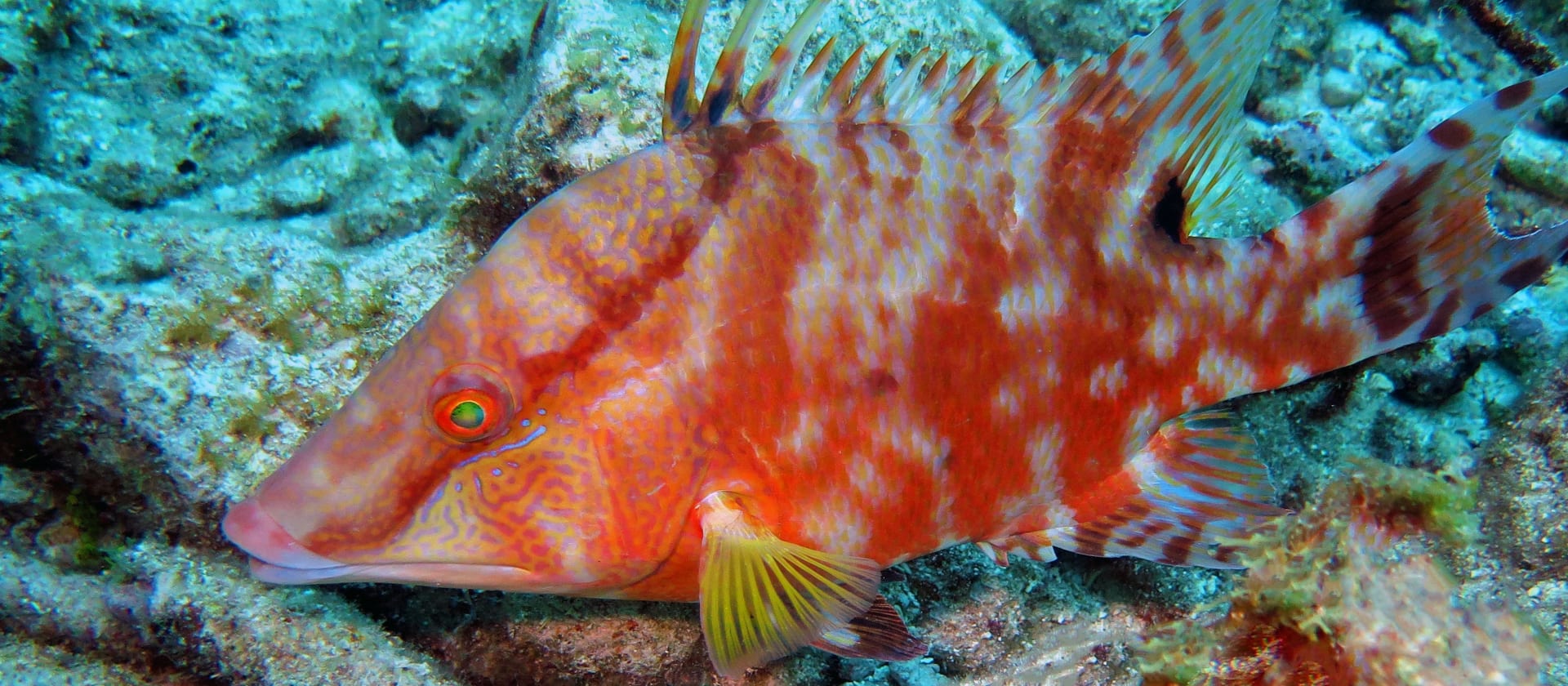 Scientists reveal how color-changing fish know when they are the ...