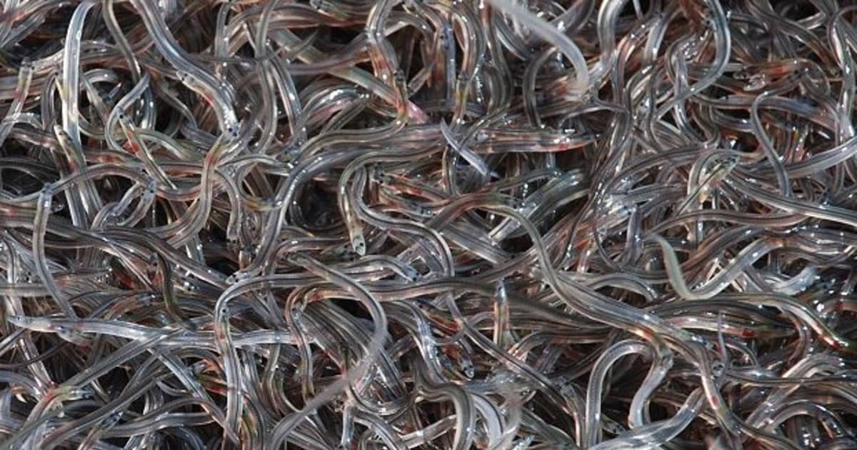 New DNA test stops illegal shipment of endangered eels | FIU News
