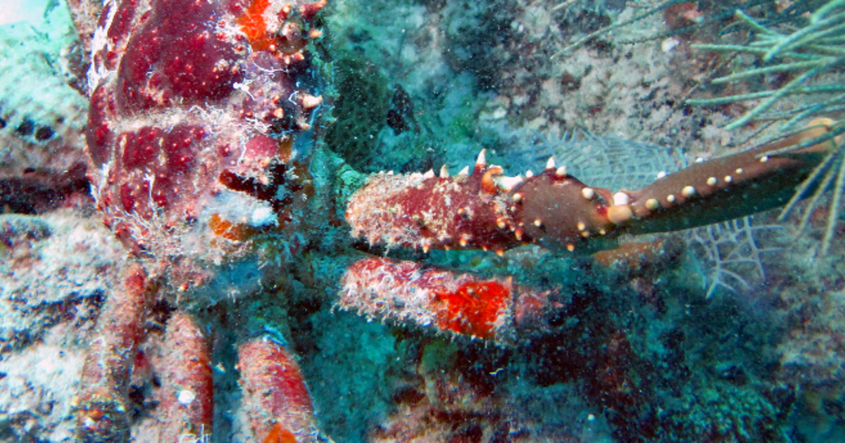 coral reef crab