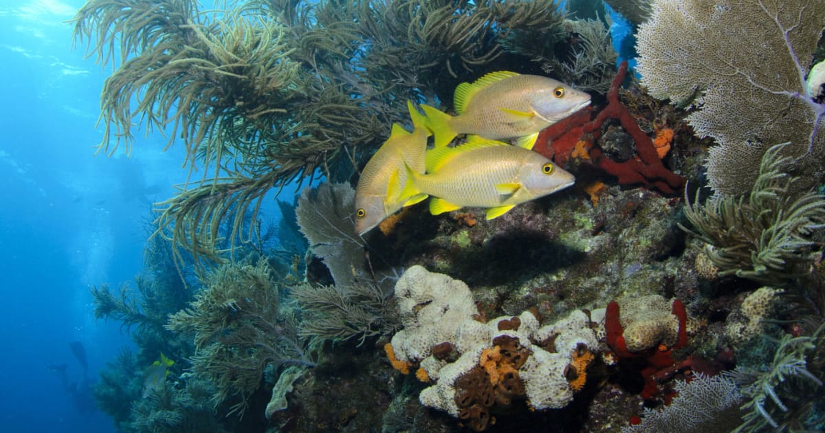 Pollution wreaks havoc on corals’ immune systems | FIU News - Florida ...