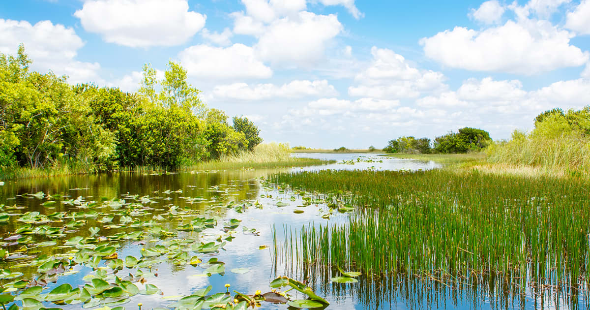 FIU experts available to discuss Everglades Restoration | FIU News
