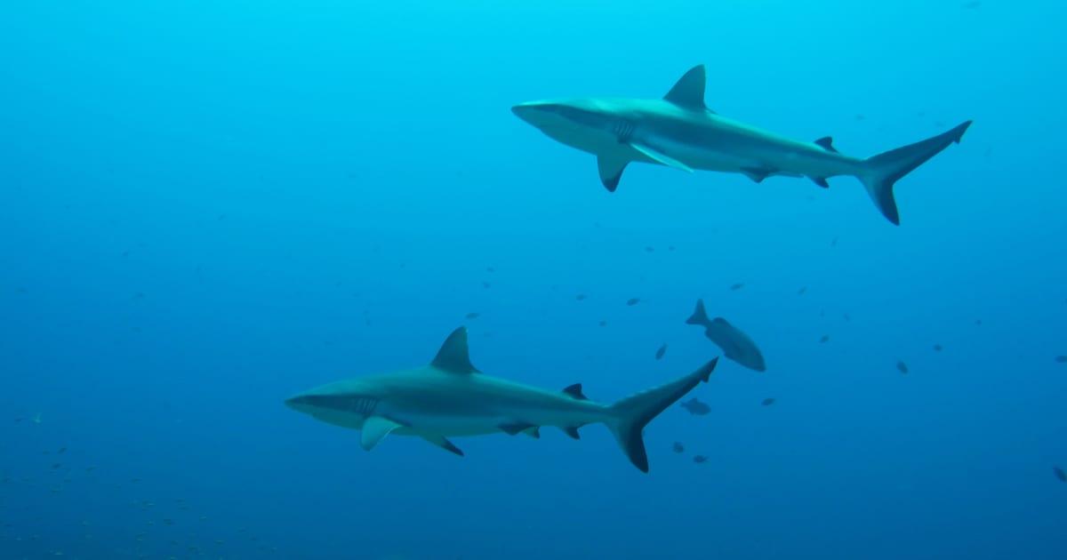 Florida Ph.D. candidate finds Arctic shark in Caribbean waters