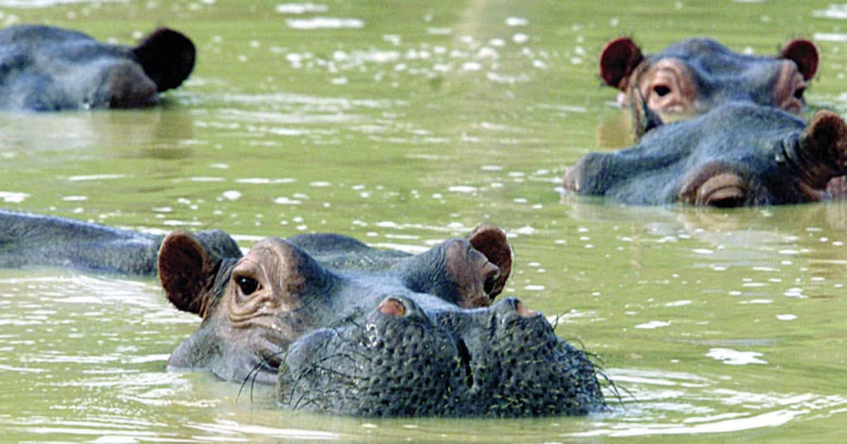 hippopotamus eating people