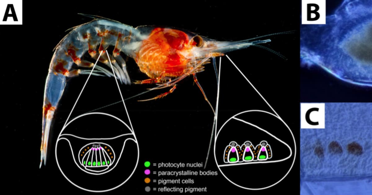 Deep-sea shrimp are covered in organs that see light | FIU News