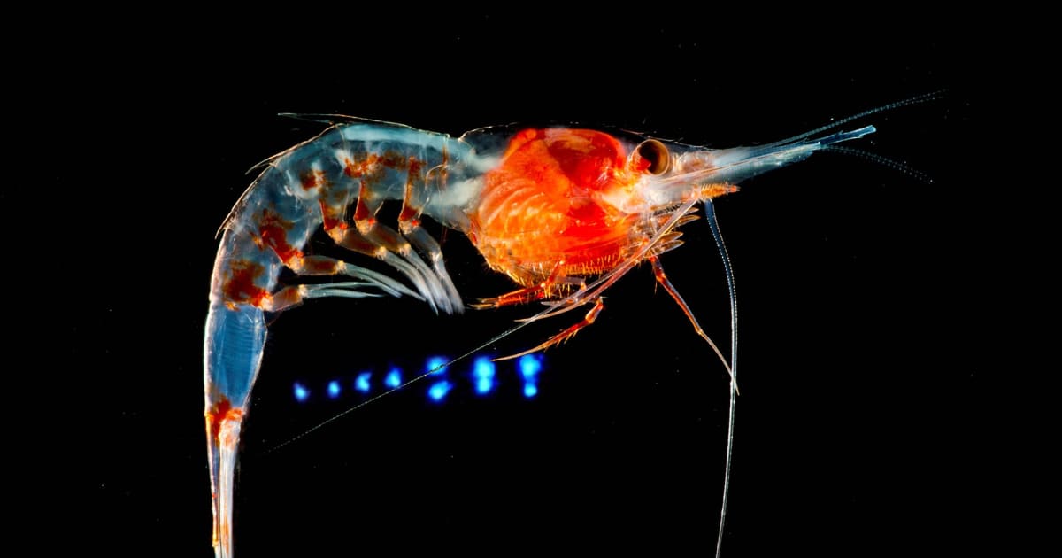 Deep-sea shrimp are covered in organs that see light - FIU News