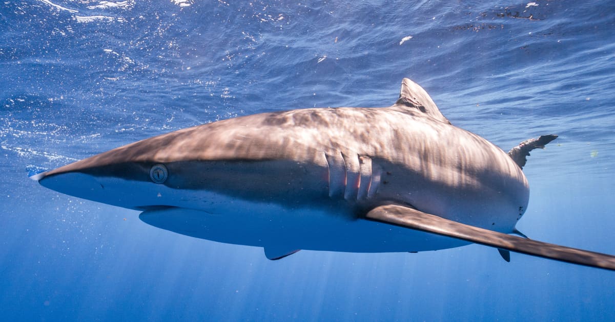 Silky Sharks Find Hope In Atlantic Remain Targets In Indo Pacific Fiu News Florida International University