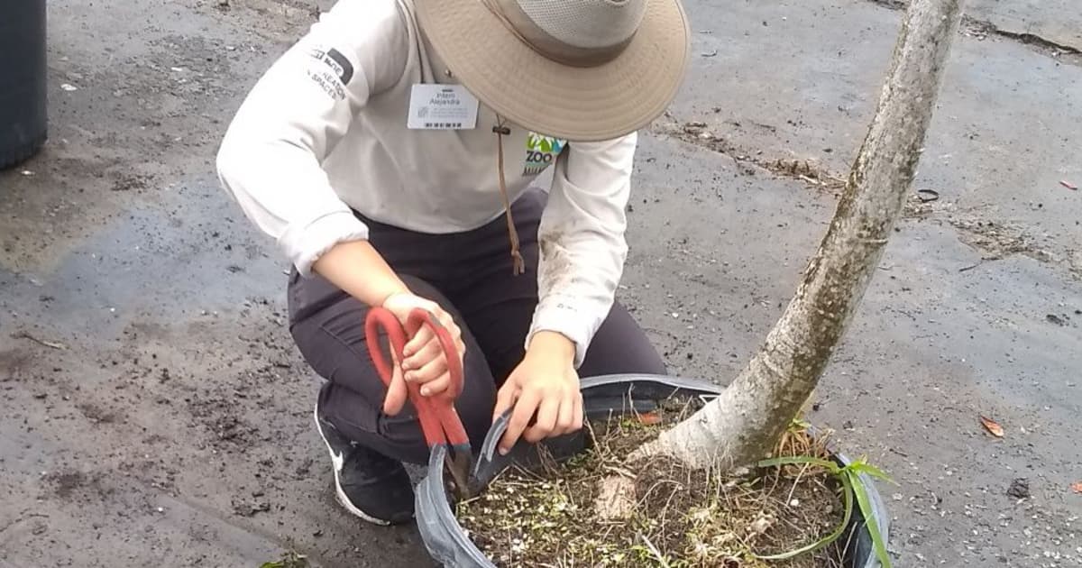 Horticulture Miami