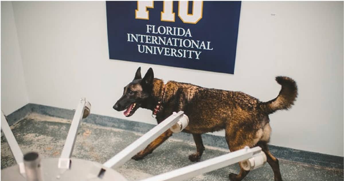 Dogs can be trained to sniff out COVID-19 – a team of forensic researchers explain the science - Vimarsana News