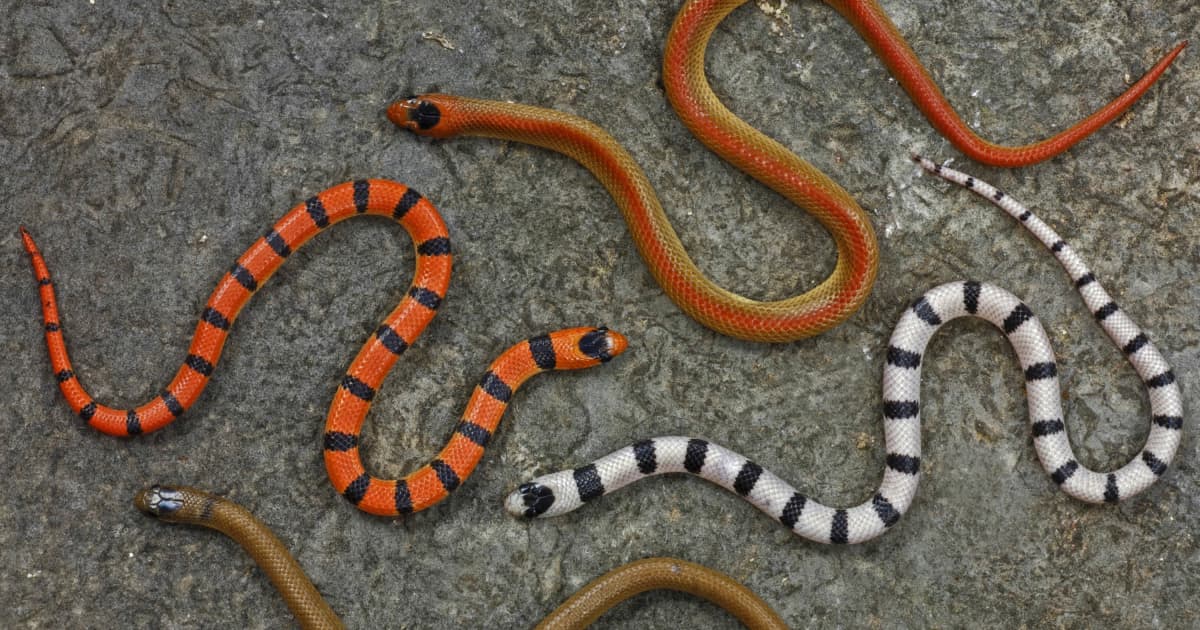 An Evolutionary 'Big Bang' Explains Why Snakes Come in So Many Strange  Varieties