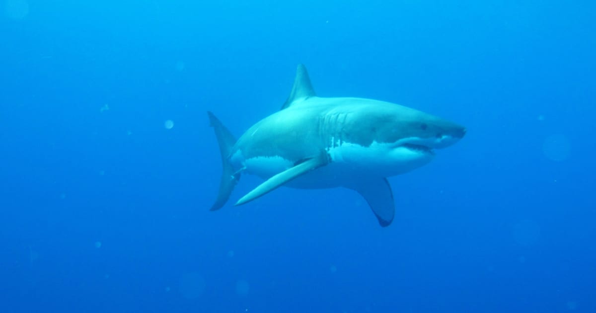 great white shark images