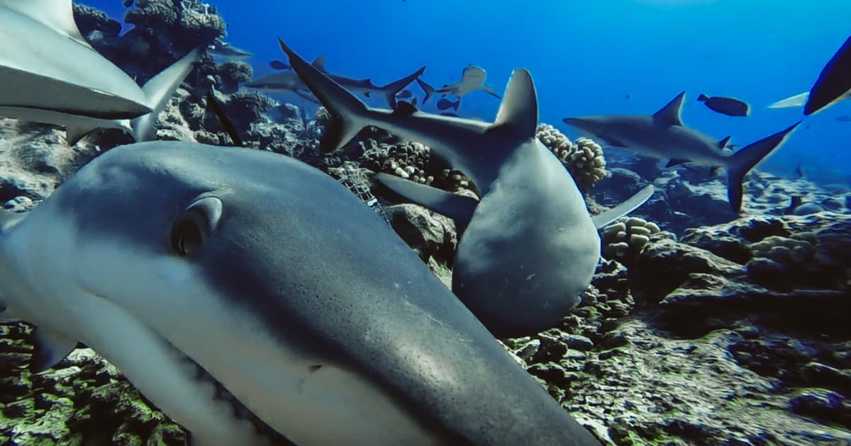 Florida Ph.D. candidate finds Arctic shark in Caribbean waters