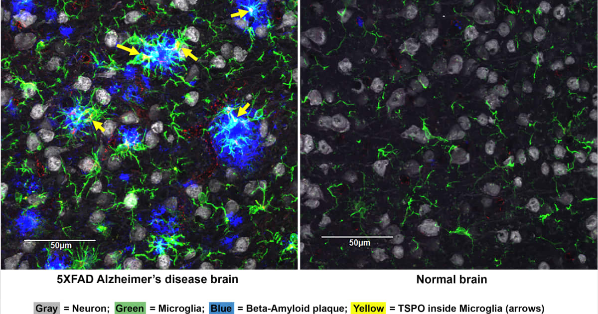 FIU Stempel College researchers awarded NIH supplement grant to explore