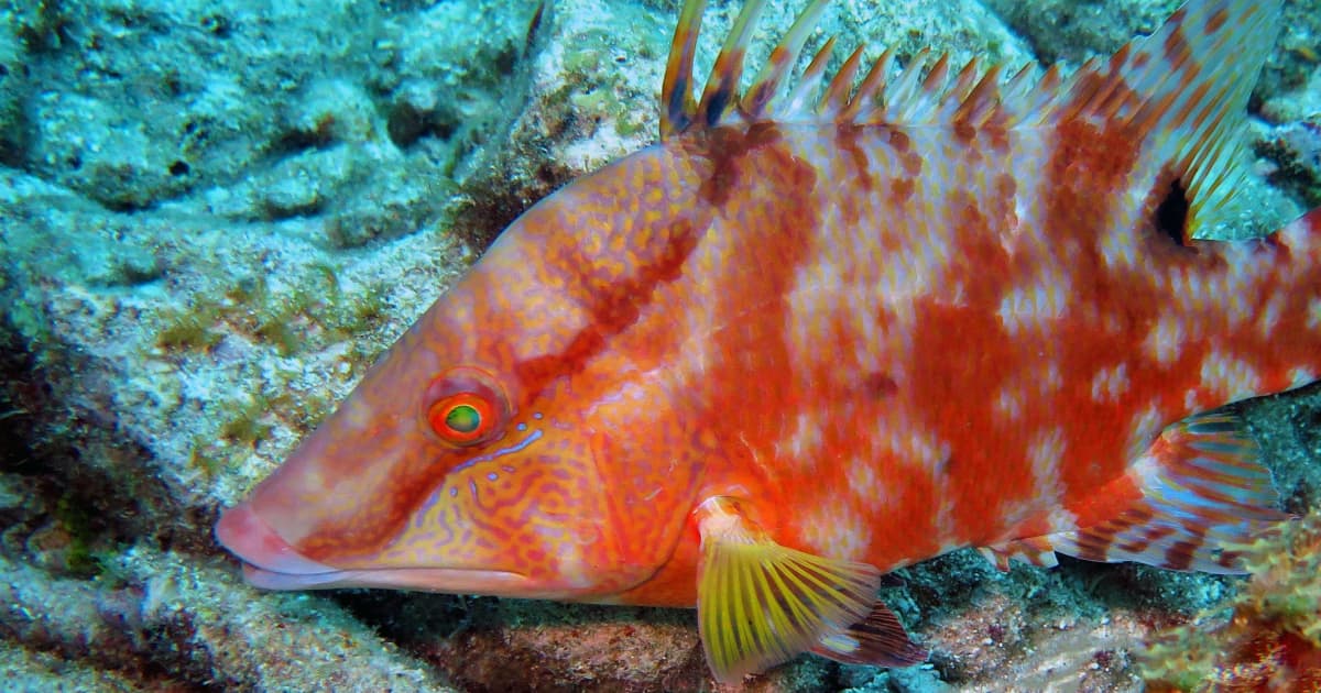 Scientists reveal how color-changing fish know when they are the
