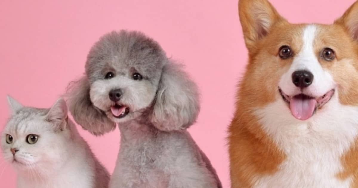 How old are Spot and Fluffy? Researcher-turned-entrepreneur answers pet owners' question with science | FIU News - Vimarsana News