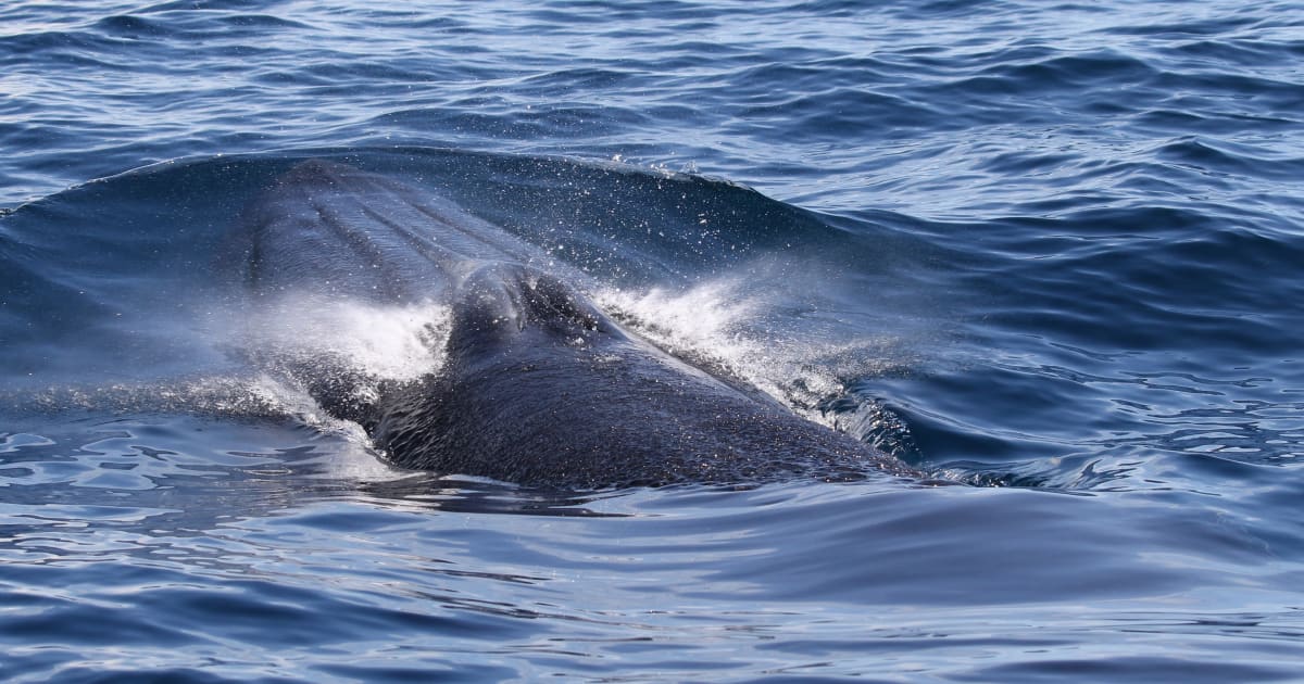 Newly identified whale's favored prey is not endangered, but the whale is | FIU News - Vimarsana News