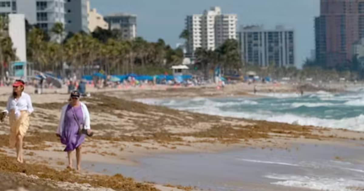 The Great Atlantic Sargassum Belt is carrying a massive bloom of brown