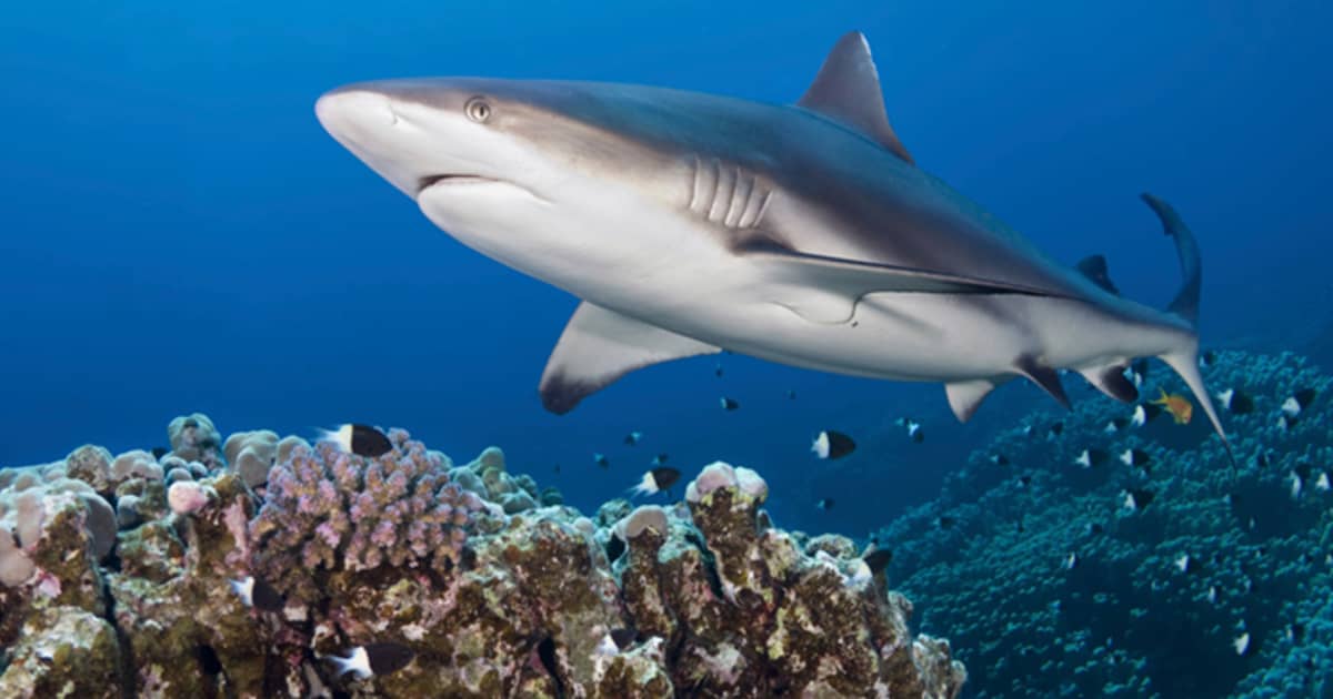 Sea Science: Risk of Shark Attack is Minimal - CoastwatchCoastwatch