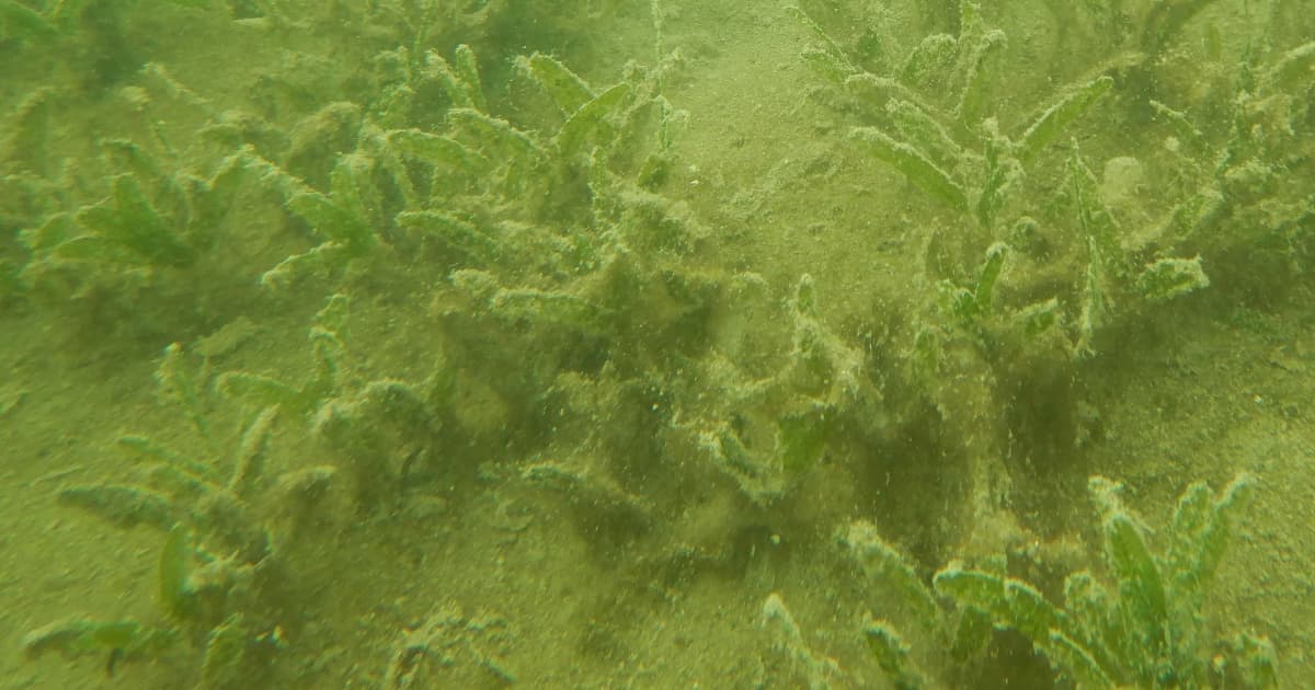はな様  SEAGRASS Infinity Luxury Woven Vinyl Flooring - Seagrass