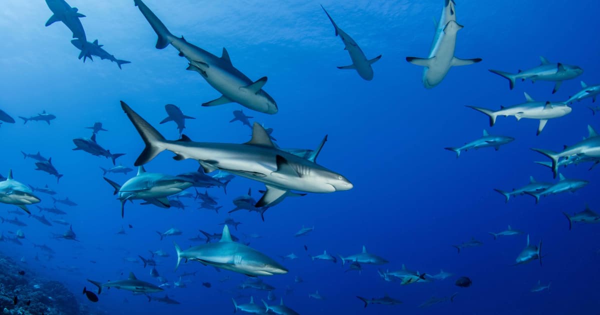 Super-habitats could hold key to shark conservation
