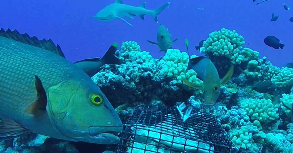 Nature's blueprint defines species makeup for sharks, rays