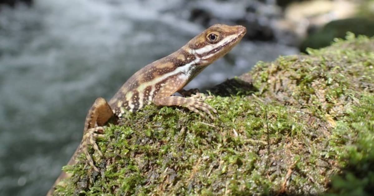 Do you know anoles? They’re having a moment