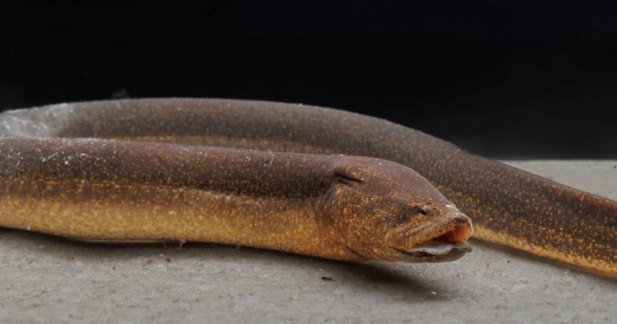 Spread of invasive swamp eels poses new risks to Everglades | FIU News ...