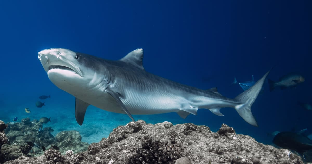 Study tracking large marine animals reveals current conservation strategies are not enough