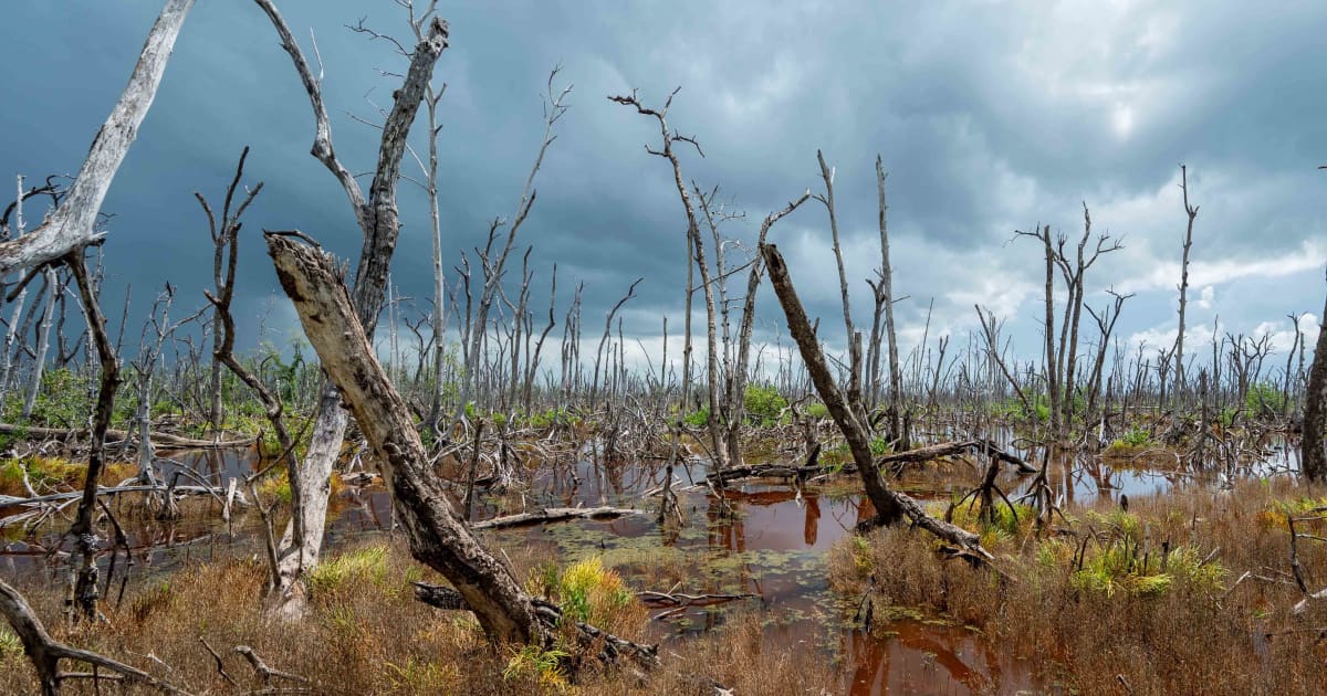 Ecosystems have an afterlife, where dead help shape the living, research finds