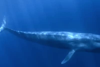 Blue whales: first discovery near Seychelles in decades – what our study found