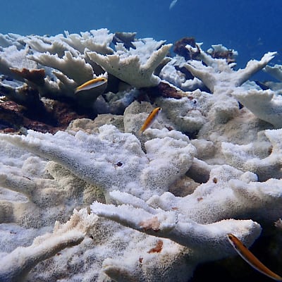 Catastrophic heat wave wiped out 2 endangered corals in the