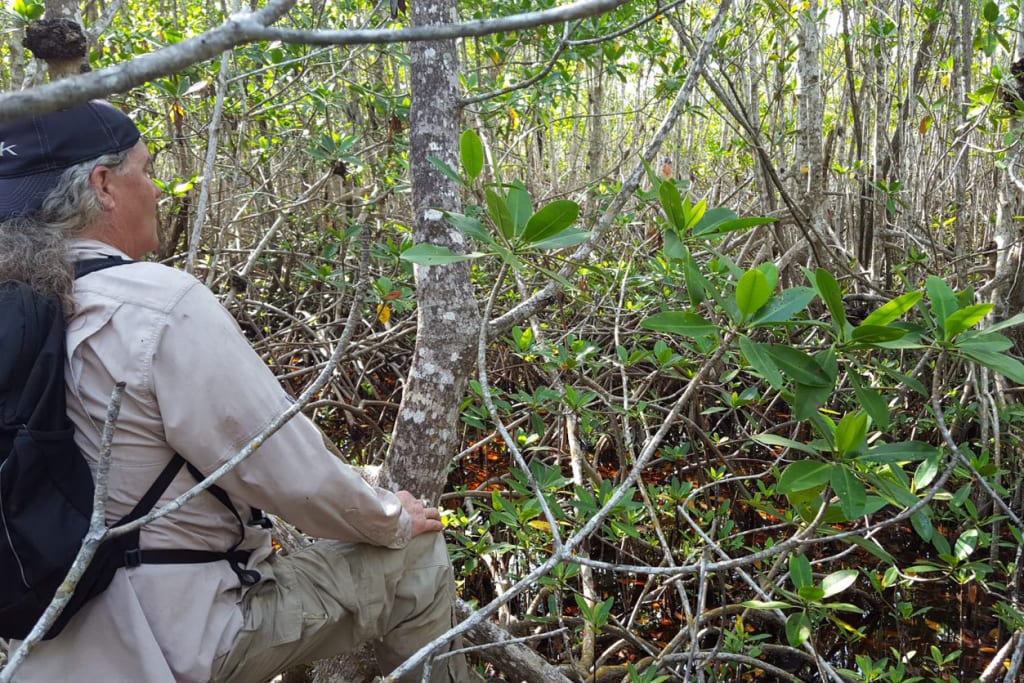 everglades-mangroves